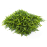Растения GREEN WALL >> ICNT 175050