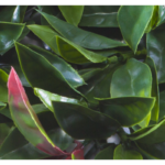 Растения GREEN WALL >> ICNT 185050 - Image 2