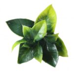 Растения ART DECORATION >> ICNT 187042 - Image 2