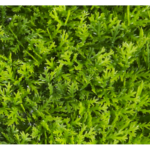 Растения GREEN NATURE>> ICNT 190038 - Image 2