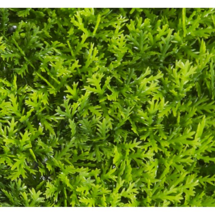 Растения GREEN NATURE>> ICNT 190038 - Image 2
